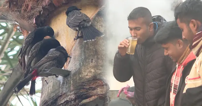 অপোরিশোধিত খেজুরের কাঁচা রস বহন করতে পারে নিপাহ ভাইরাস